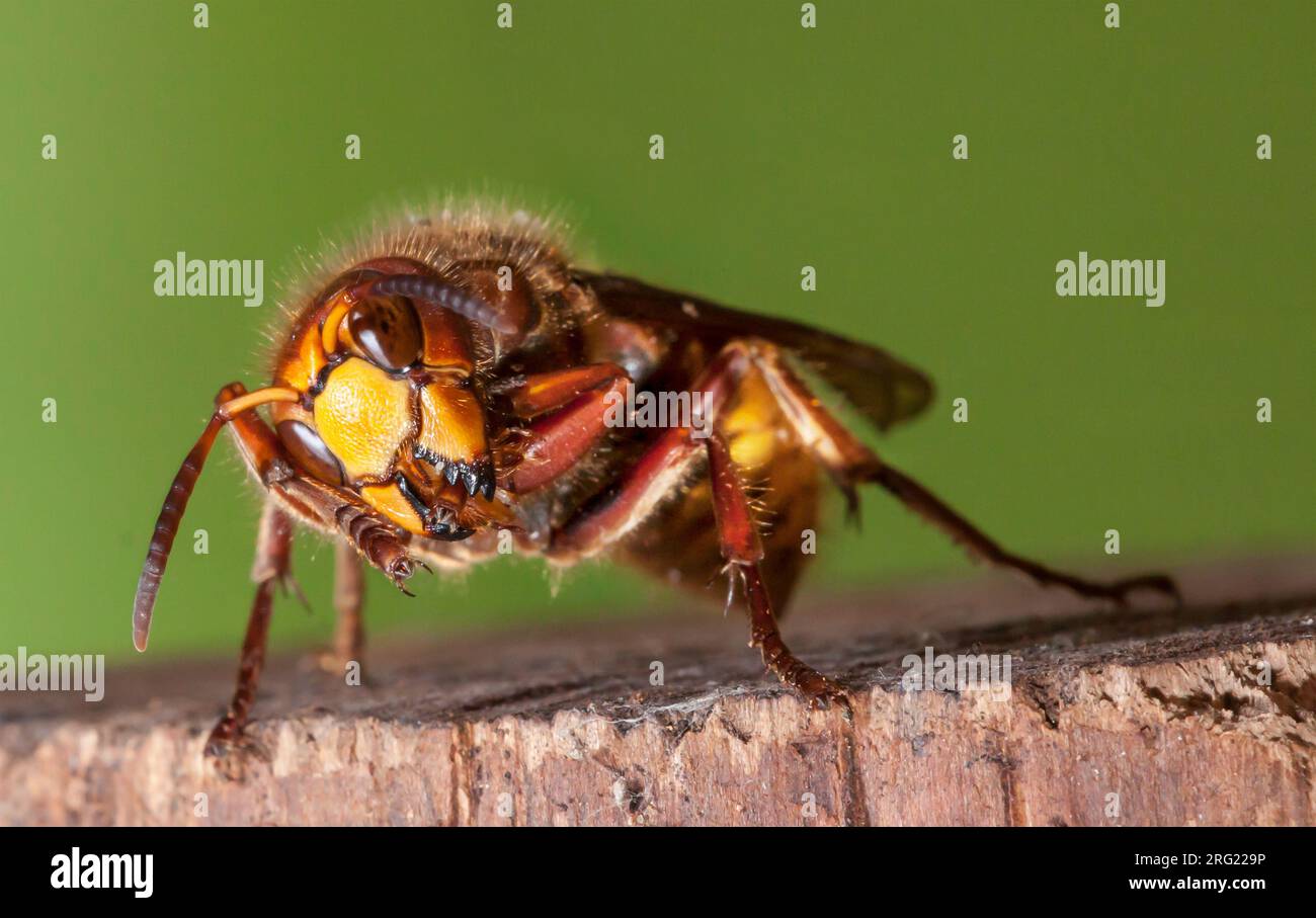 Hornet, Vespa crabro Foto Stock