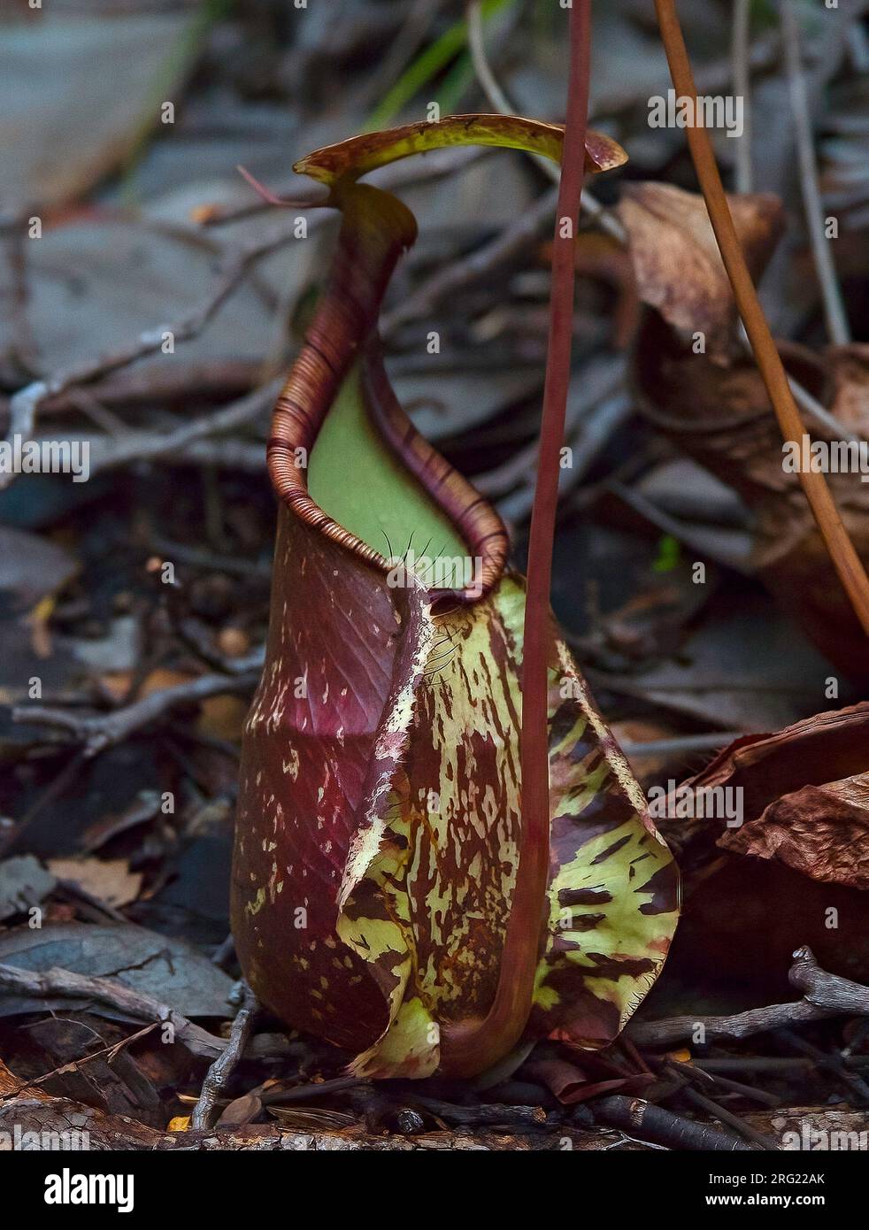 Raffles Pitcher Plant (Nepenthes rafflesiana). Si tratta di una specie diffusa in alcune zone della Malesia e dell'Indonesia Foto Stock