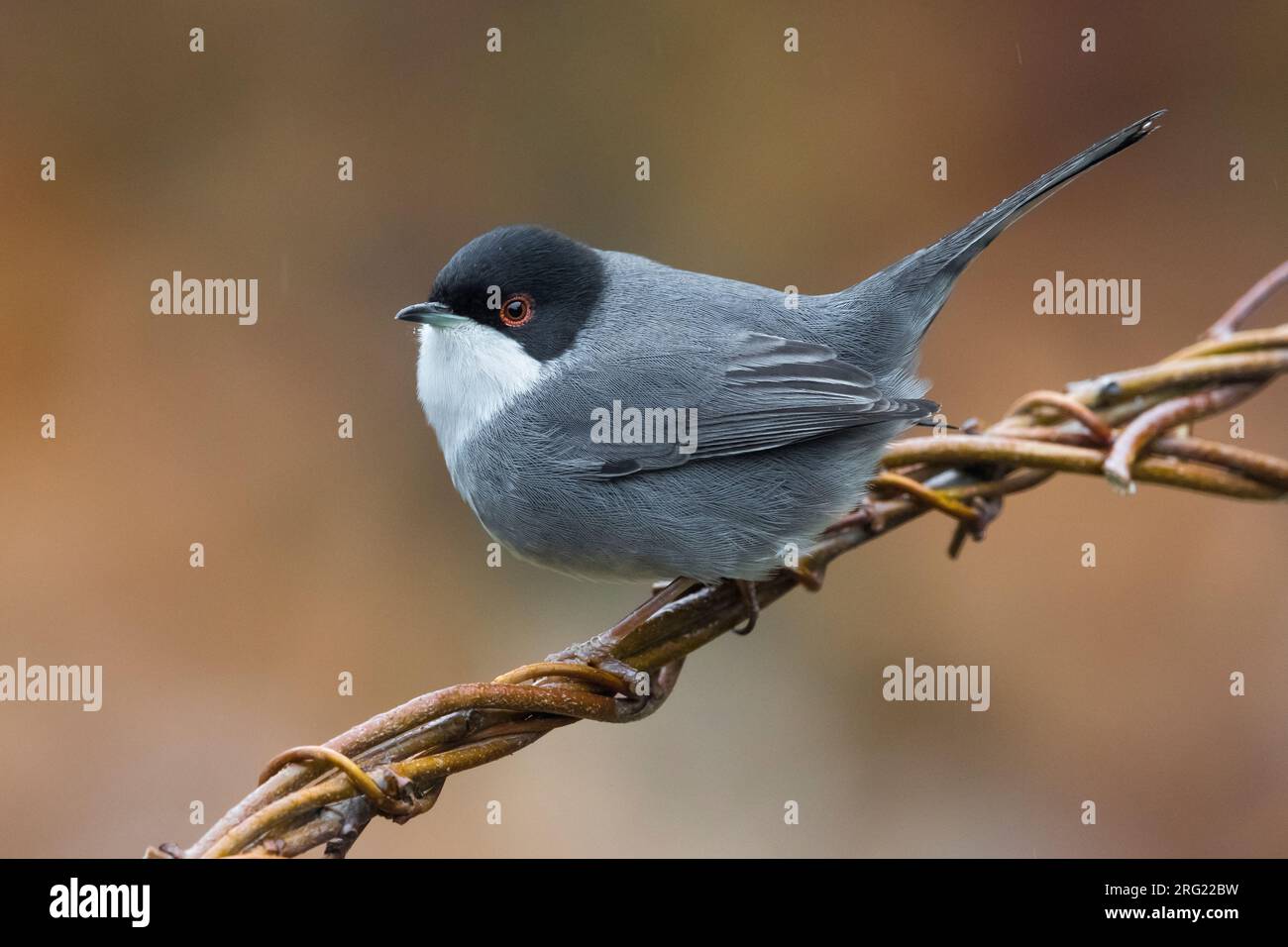 Maschio Trillo sardo Foto Stock