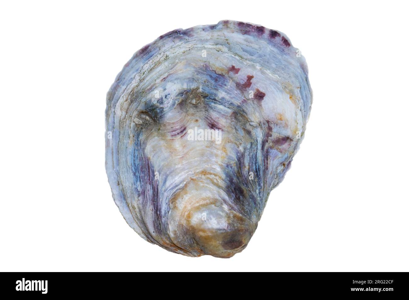 Ostrica piatta europea, ostrica Platte, Ostrea edulis Foto Stock