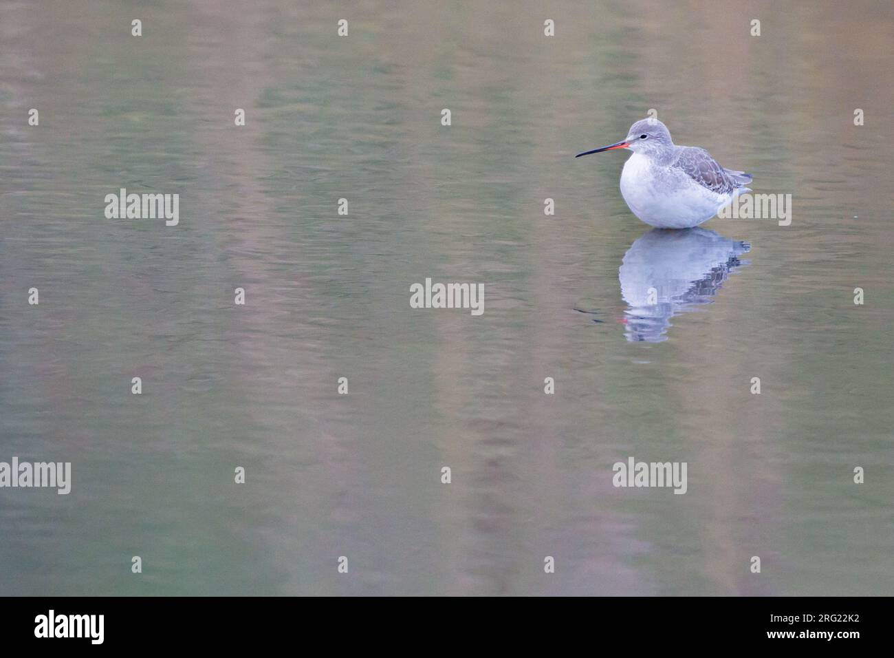 Spotted Redshank (Tringa erythropus) plumage invernale in piscina di marea per i gamberetti riflessi in acqua Foto Stock