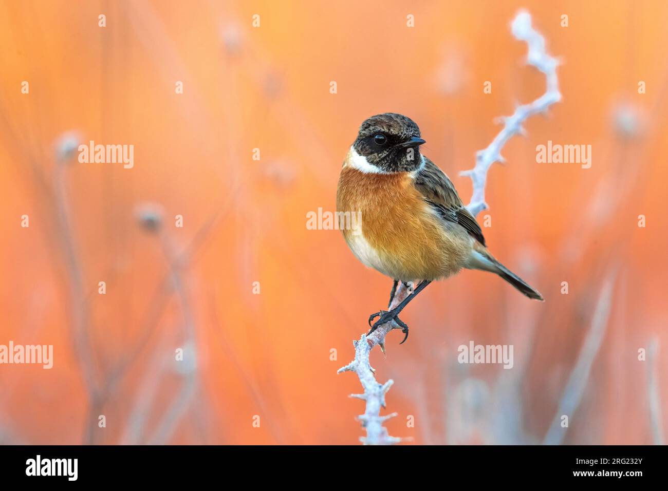 Svernamento maschile europeo Stonechat (Saxicola rubicola) in Italia. Arroccato in bassa vegetazione. Foto Stock