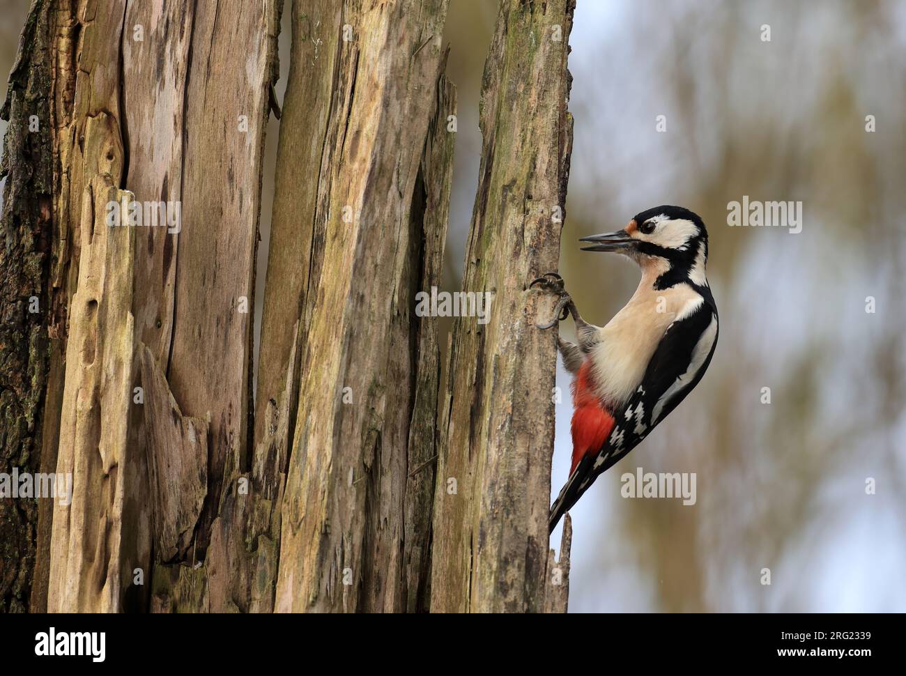 Sructuurrijke bossen incontrò dode, staande bomen vormen een ideaal leefgebied voor de grote bonte specht foreste ricche di strutture con alberi morti e in piedi Foto Stock