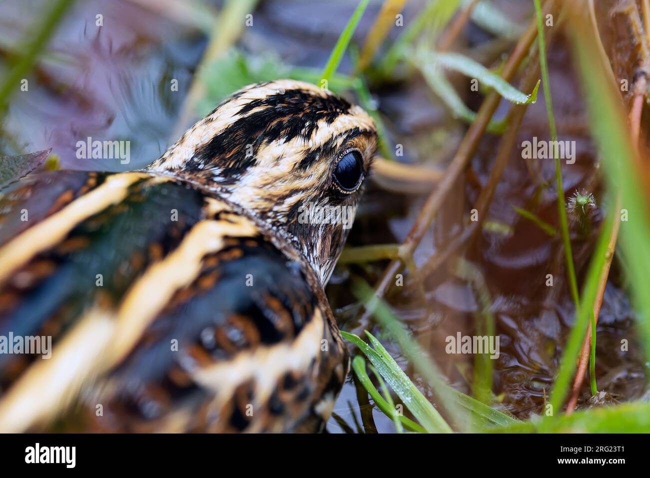 Un frammento di Jack (Lymnocryptes minimus) sta prendendo copertura Foto Stock