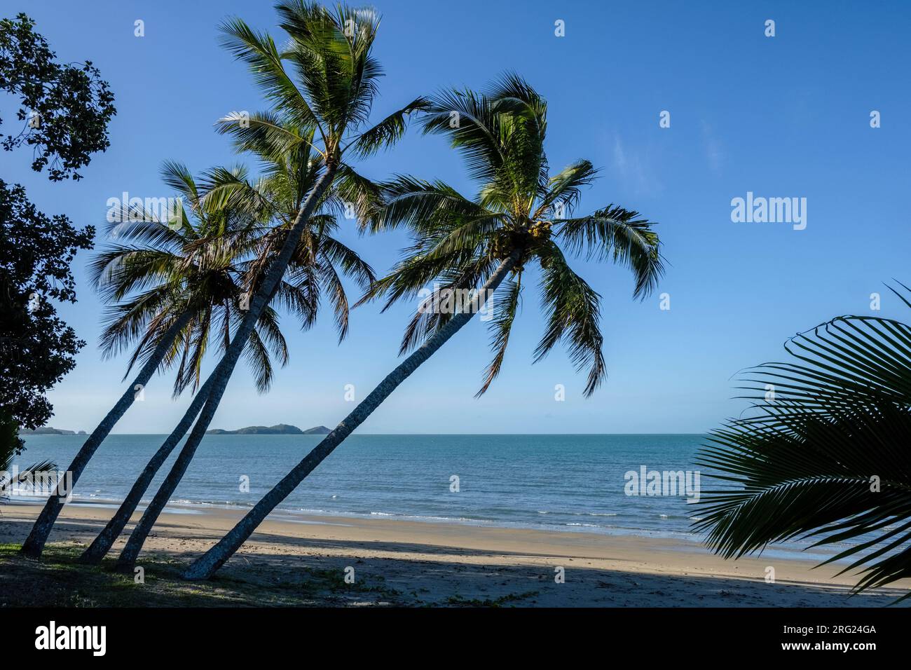 Palme da cocco a Seaforth Beach sulla costa Hibiscus del Queensland settentrionale tropicale, Australia Foto Stock