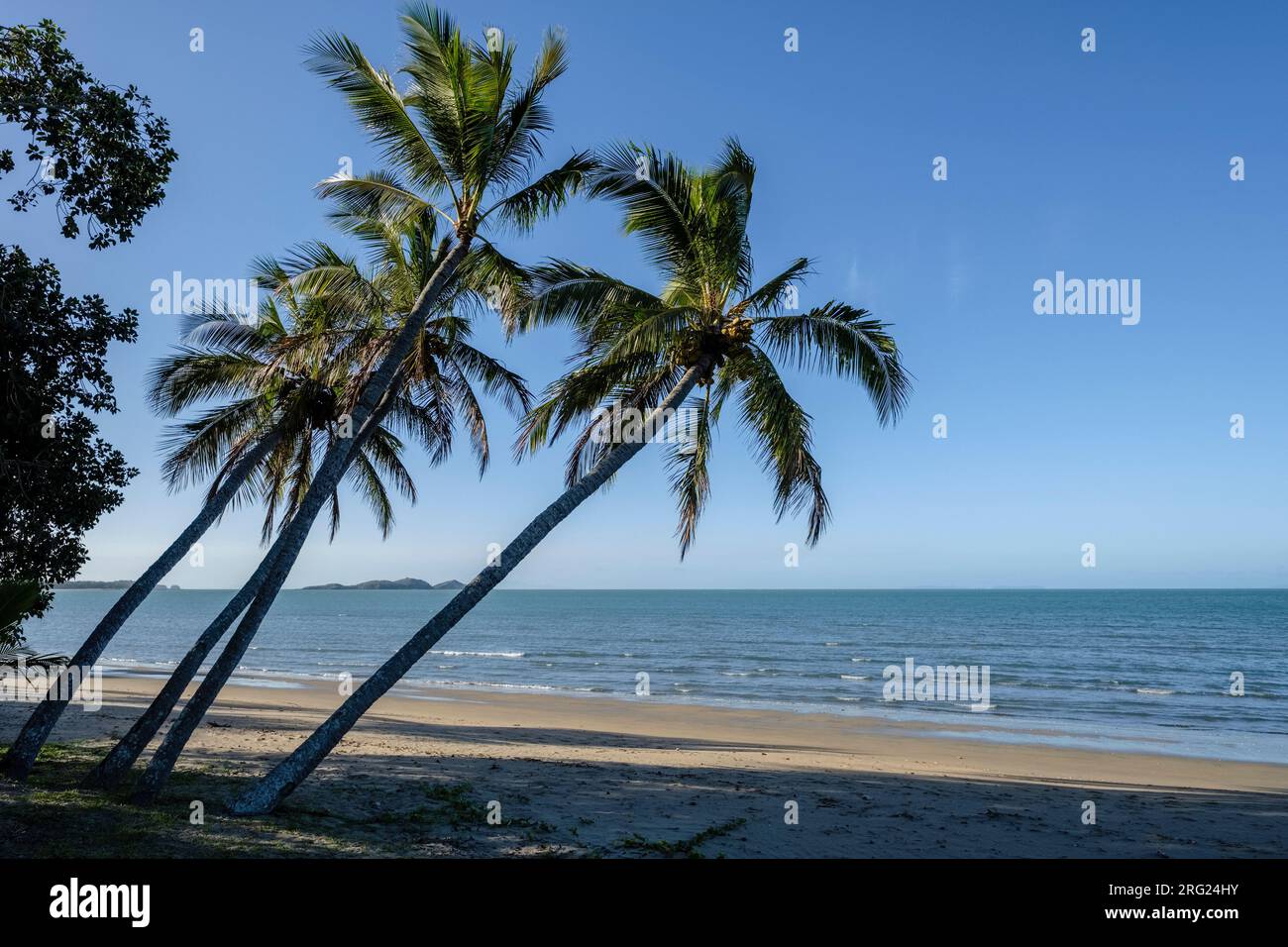 Palme da cocco a Seaforth Beach sulla costa Hibiscus del Queensland settentrionale tropicale, Australia Foto Stock