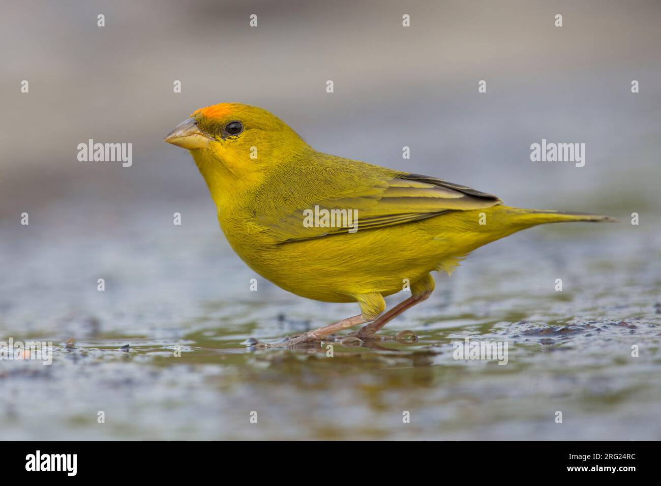 Un Finch giallo maschile con fronti arancioni (Sicalis columbiana columbiana) a Inírida, Guainía, Colombia. Foto Stock