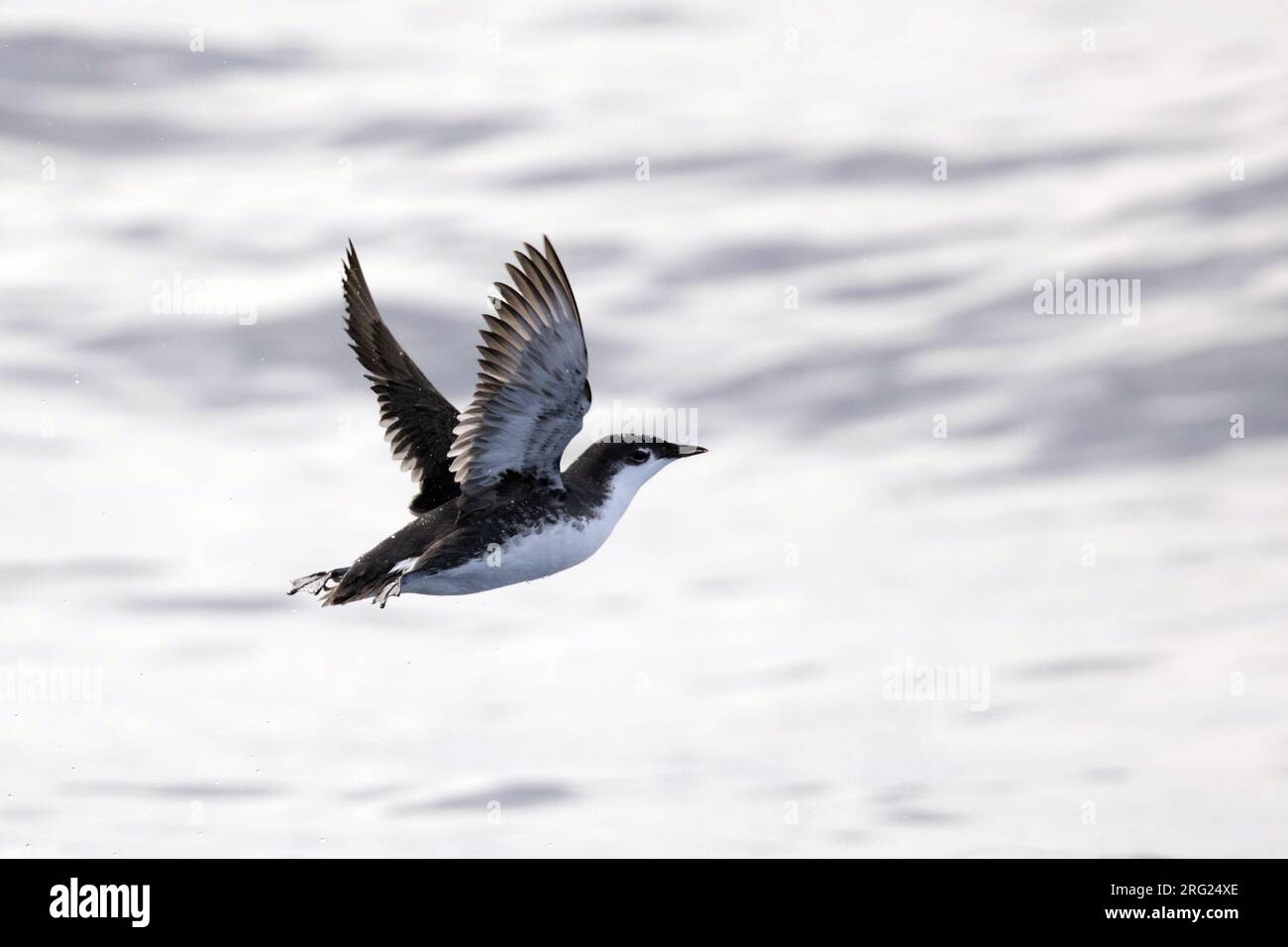 Murrelet di Guadalupe (Synthliboramphus hypoleucus) in volo al largo di Guadalupe, Messico. Uccelli marini a rischio. Foto Stock