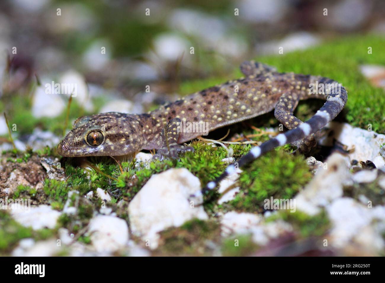 Il turco Gecko (Hemidactylus turcicus) ha preso il 09/02/2022 a Hyères, Francia. Foto Stock