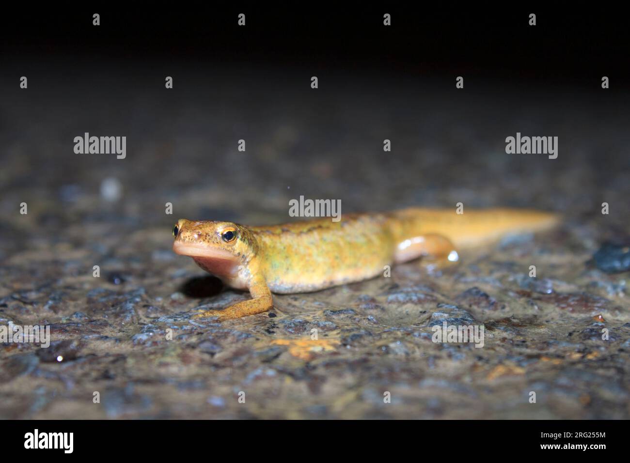 Palmate Newt (Lissotriton helveticus) ha preso il 06/02/2022 a Ile sur la Sorgues in Francia. Foto Stock