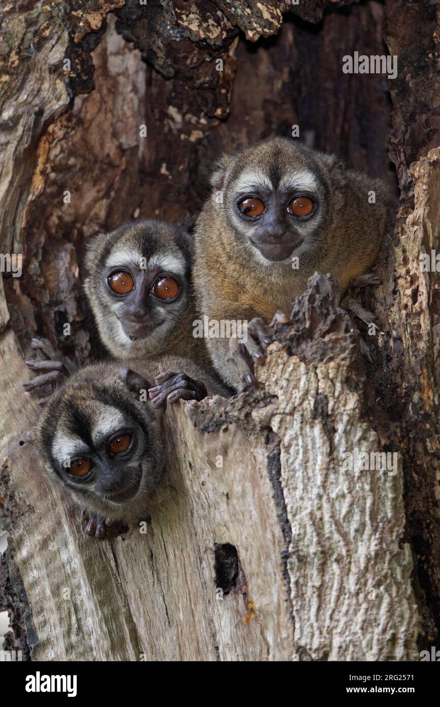 Scimmia notturna grigia () a la Danta, Antioquia, Colombia. Foto Stock