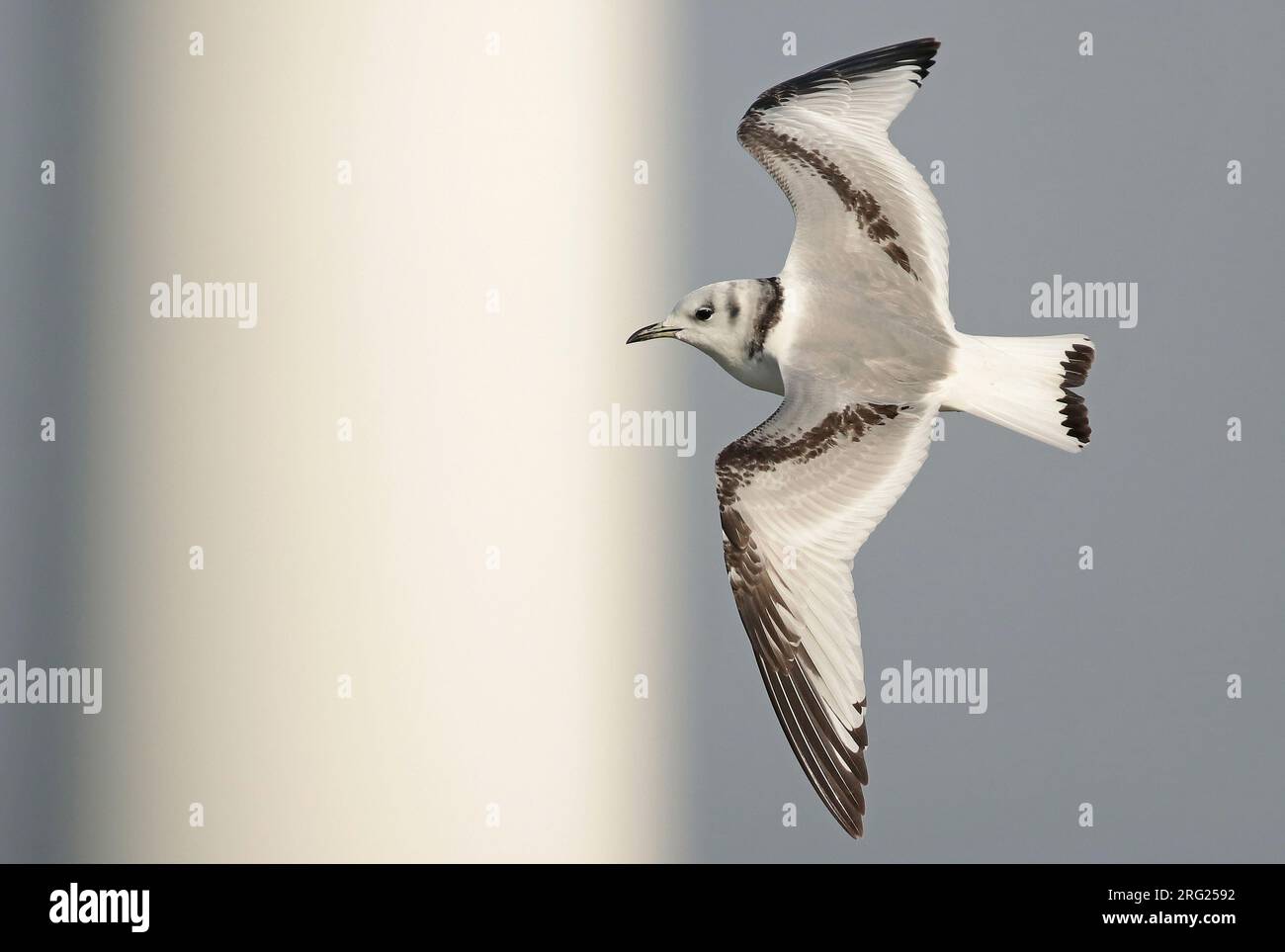 Kittiwake a gambe nere (Rissa tridactyla), primo inverno in volo, visto di lato. Foto Stock
