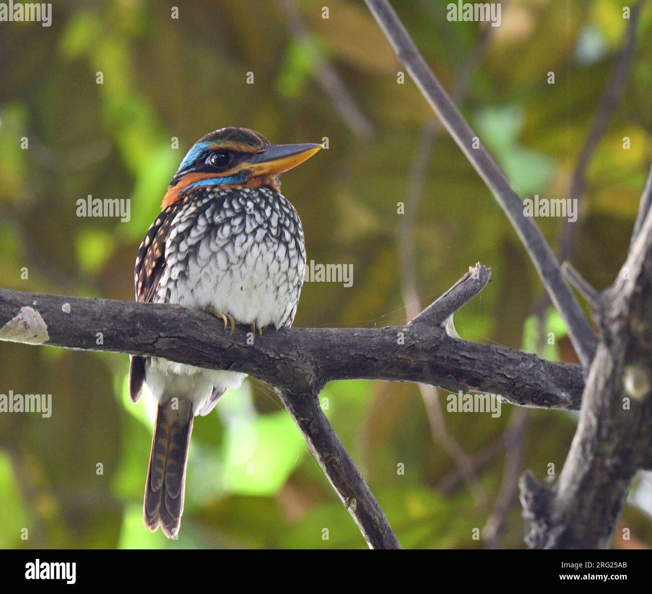 Spotted Wood Kingfisher (Actenoides lindsayi) presso la Mesa Eco Park, Luzon, nelle Filippine. Foto Stock