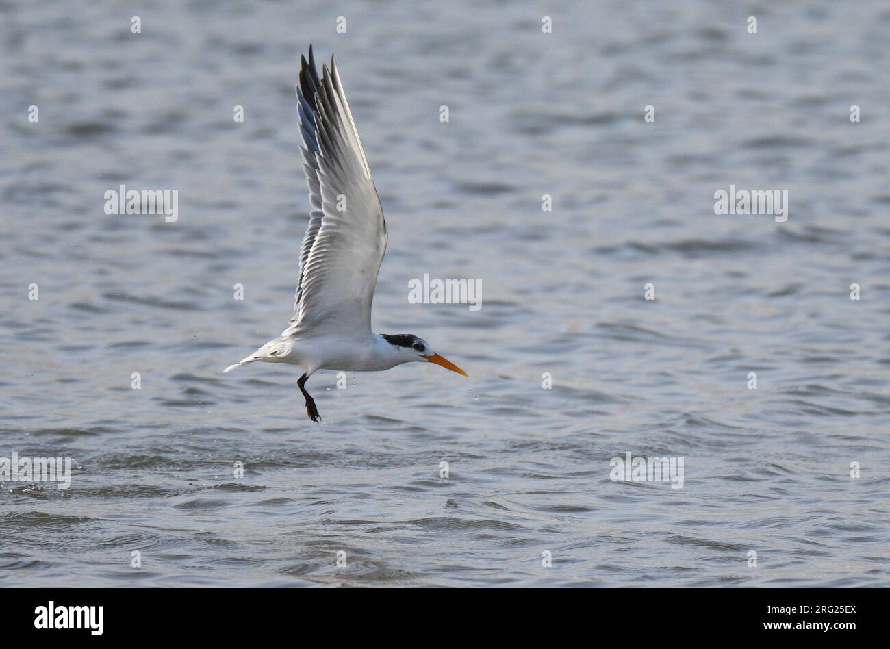 Tern Crested minore (Sterna bengalensis) in Oman. Foto Stock