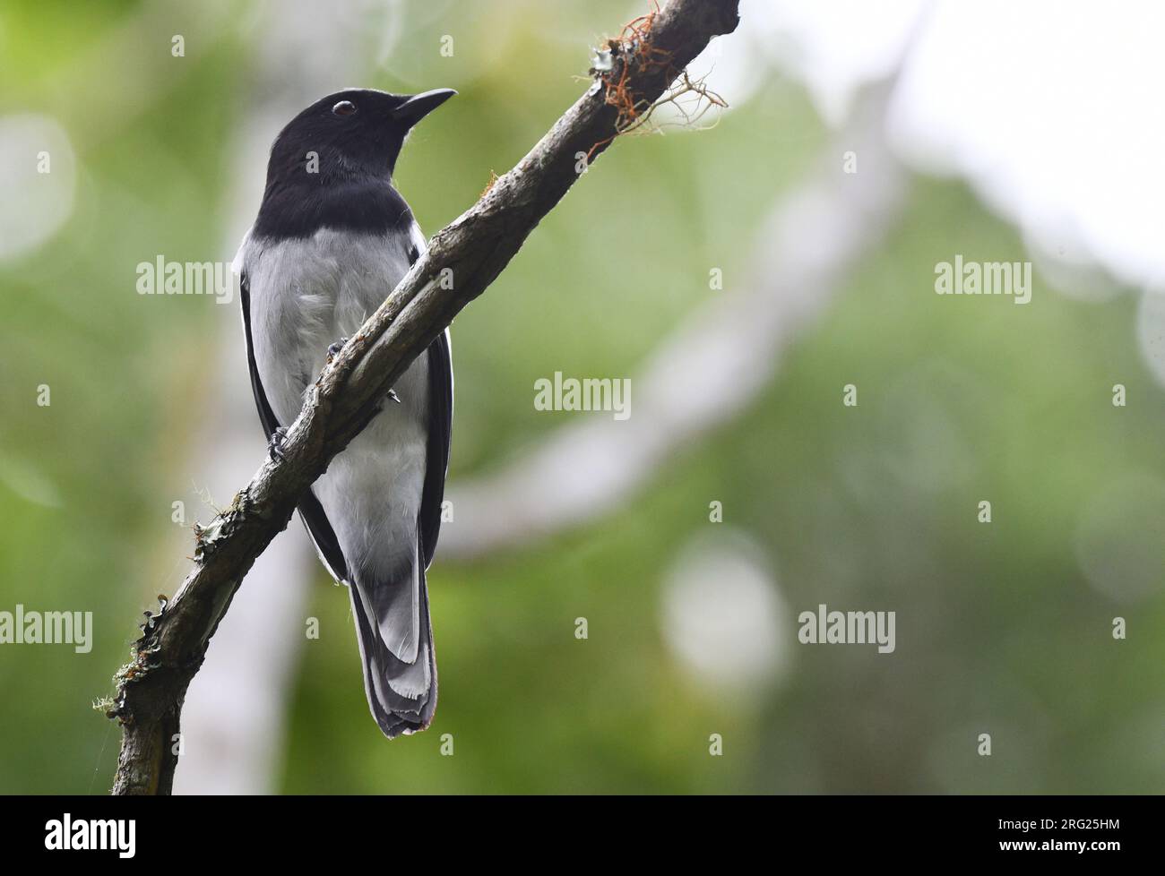 Il cuckooshrike di McGregor (Malindangia mcgregori) maschio adulto a Mount Kitanglad, Mindanao, nelle Filippine. Foto Stock