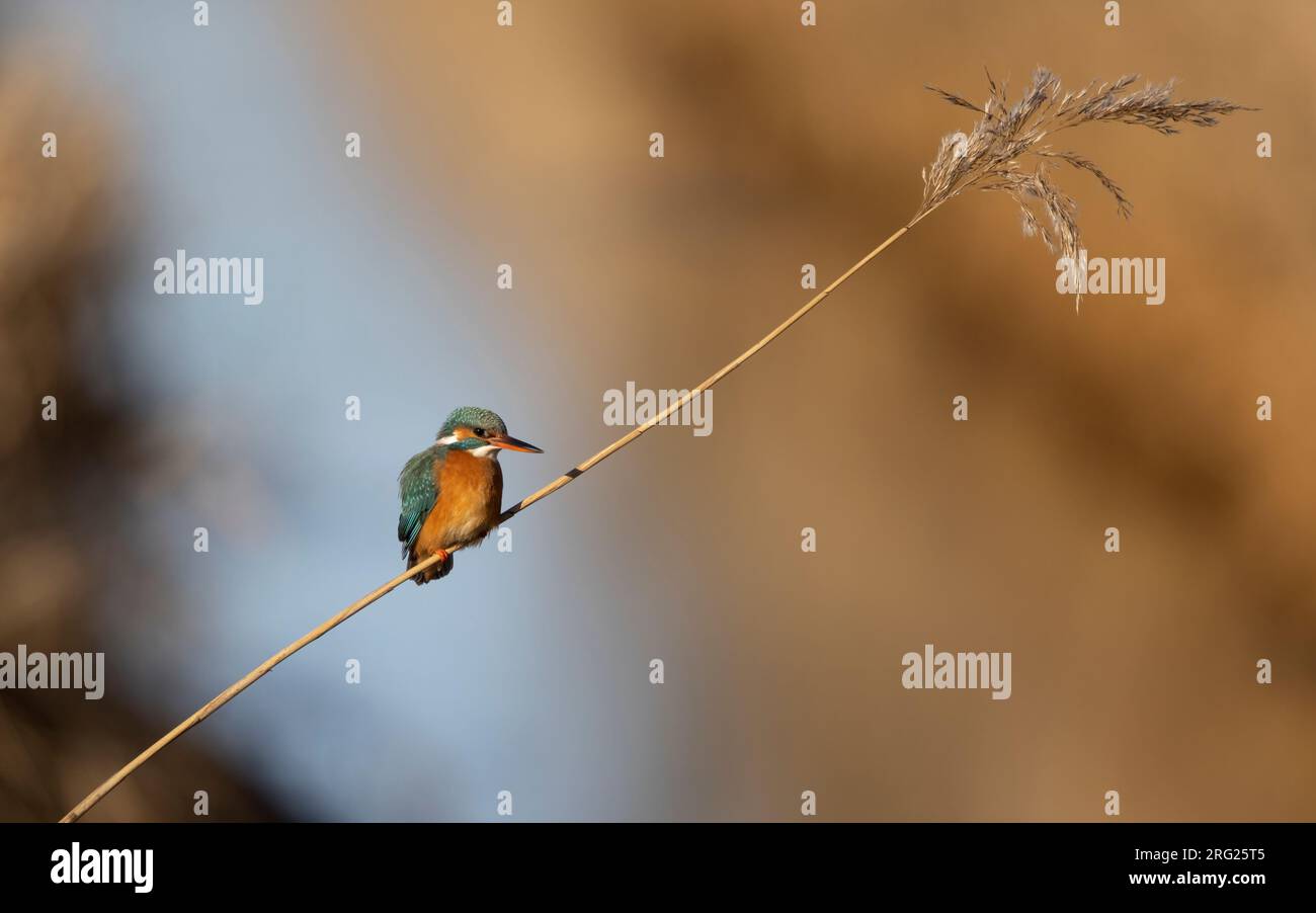 Comune Kingfisher (Alcedo atthis ispida) femmina seduta su una singola canna Foto Stock