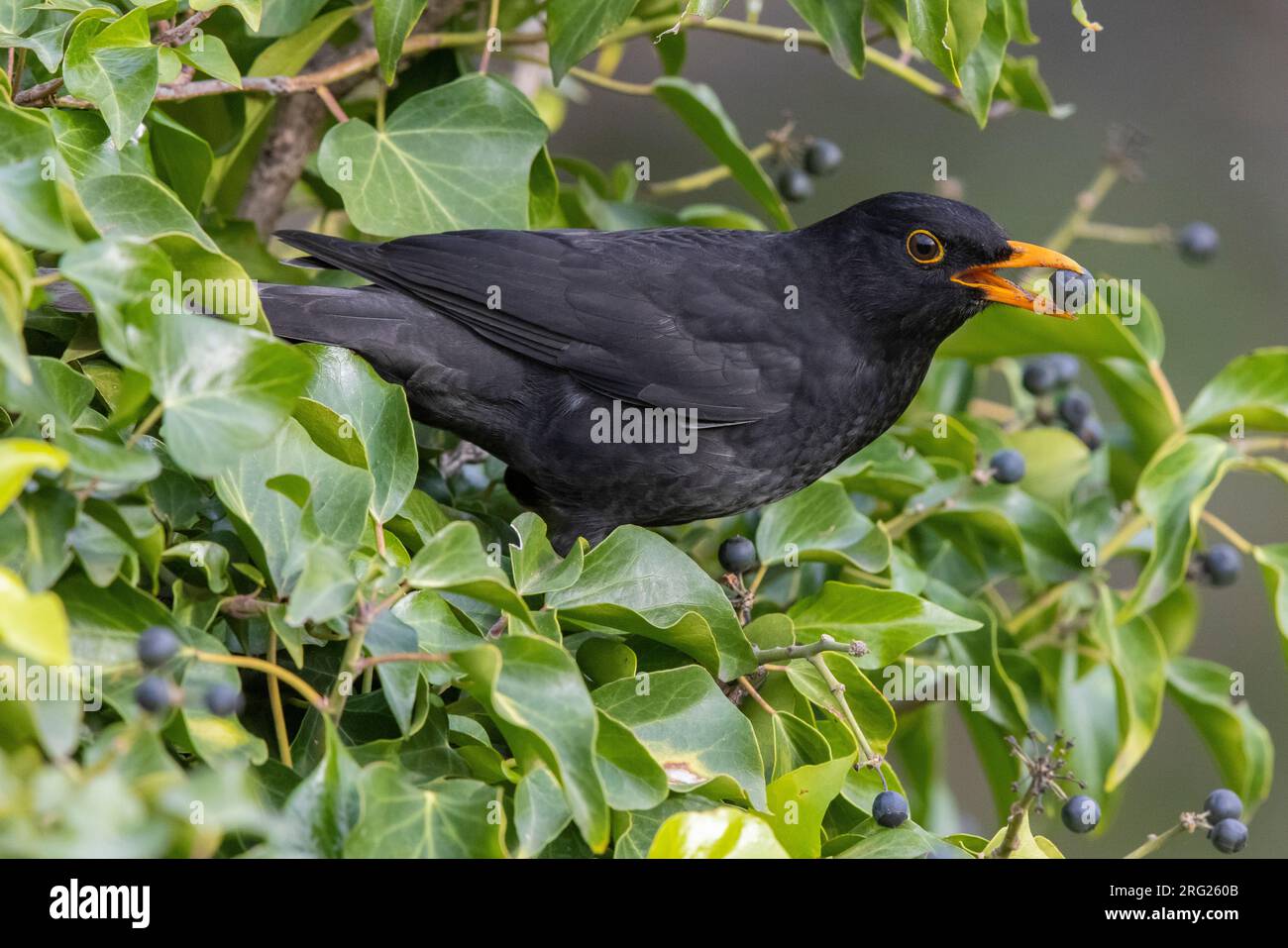 Comune Blackbird (Turdus merula), vista laterale di un maschio adulto che mangia una bacca, Campania, Italia Foto Stock