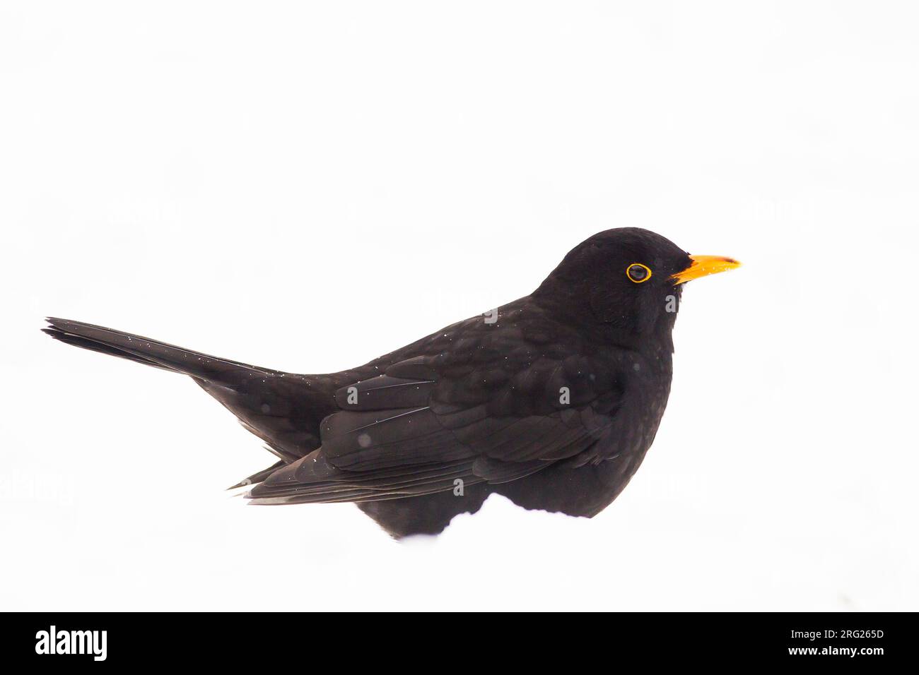 Blackbird, Turdus merula in un ambiente invernale e innevato Foto Stock