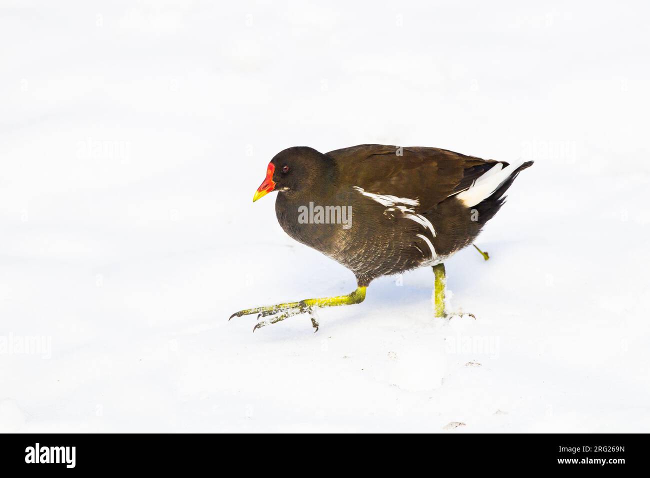 Comune Moorhen, Gallinula chloropus coppia che si aggira su ghiaccio Foto Stock