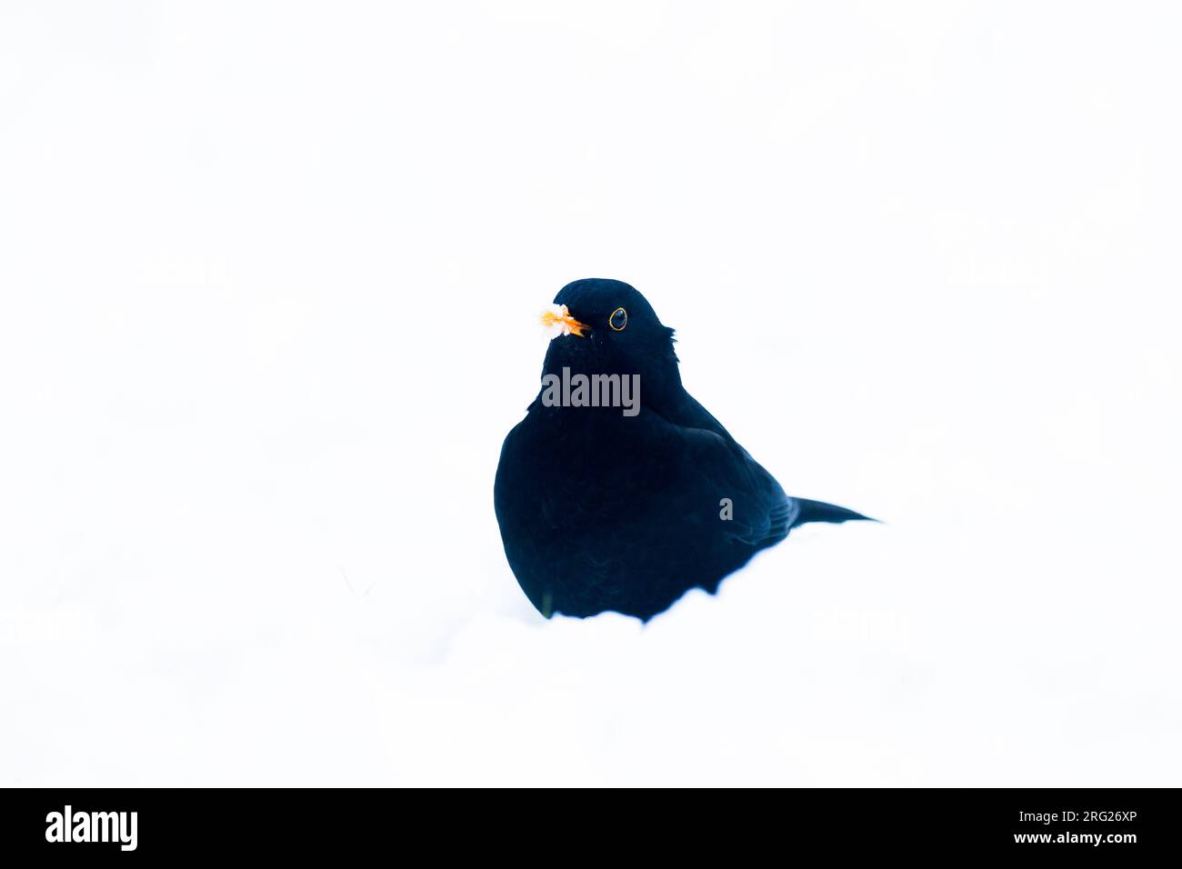 Blackbird, Turdus merula in un ambiente invernale e innevato Foto Stock