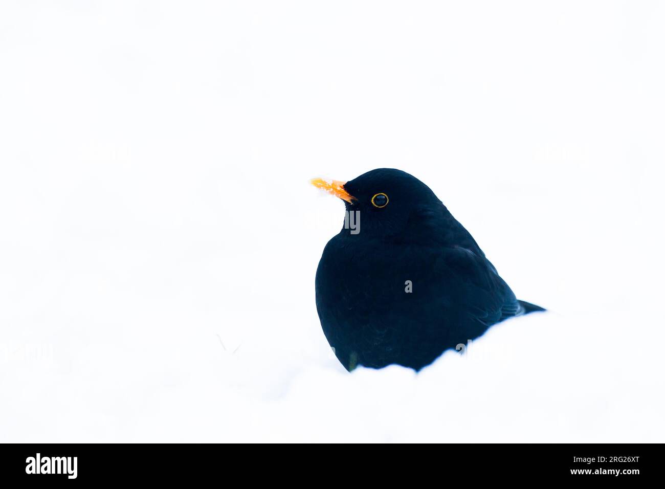 Blackbird, Turdus merula in un ambiente invernale e innevato Foto Stock