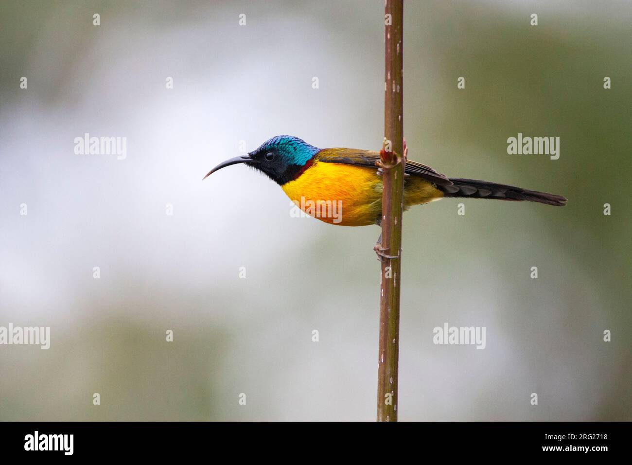 Uccello solare dalla coda verde maschio (Aethopyga nipalensis) arroccato in un cespuglio basso. Noto anche come Nepal Yellow-backed sunbird. Visto di lato. Foto Stock