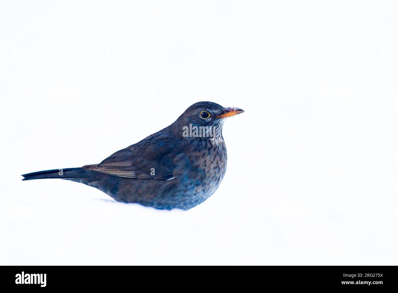 Blackbird, Turdus merula in un ambiente invernale e innevato Foto Stock