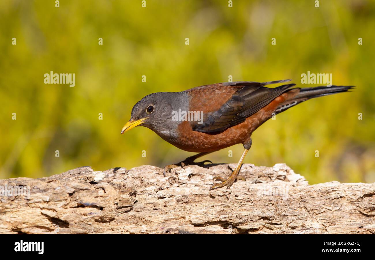 Maschio adutl di castagno (Turdus rubrocanus) a Doi Lang, Thailandia Foto Stock