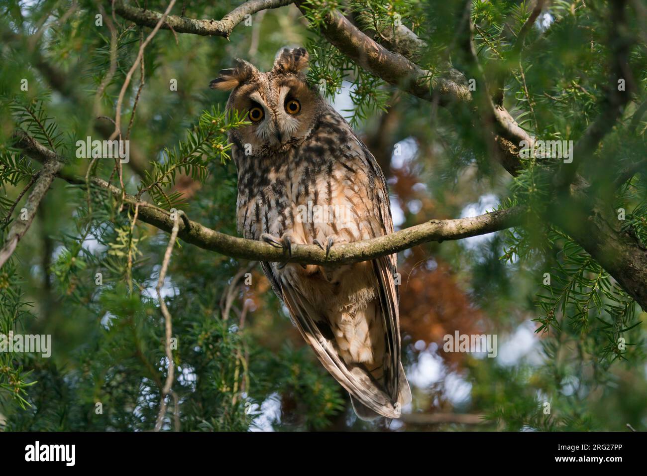 Gufo a orecchie lunghe (Asio otus) svernato e seduto su un braccialetto in una conifera Foto Stock