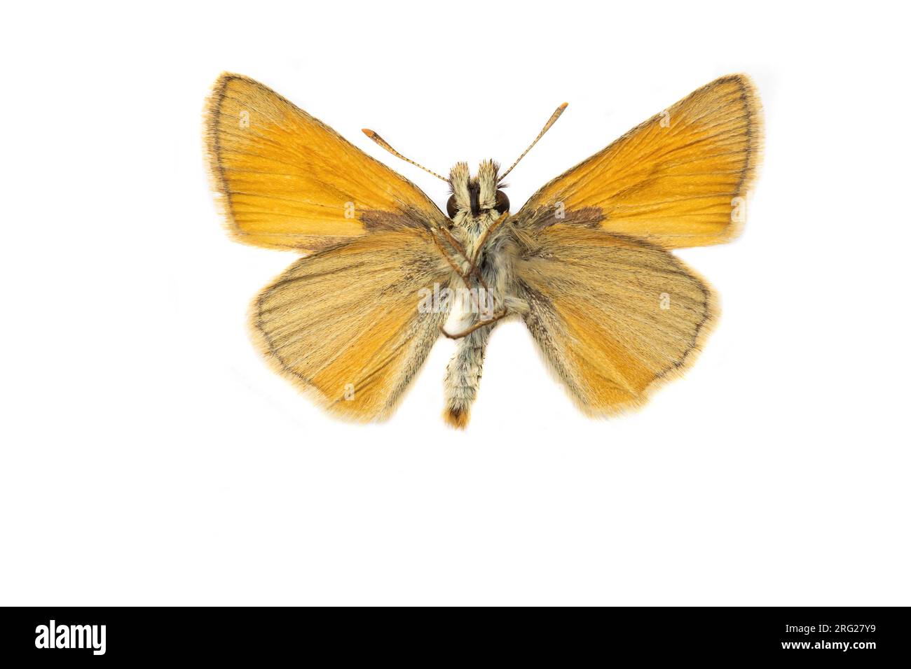 Piccolo skipper; Geelsprietdikkopje; Thymelicus sylvestris Foto Stock