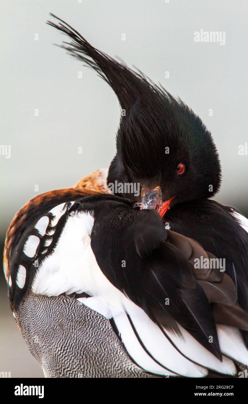 Maschio adulto Merganser (serratore Mergus) appena svegliato dopo essersi addormentato nel porto di Texel, Paesi Bassi. Foto Stock