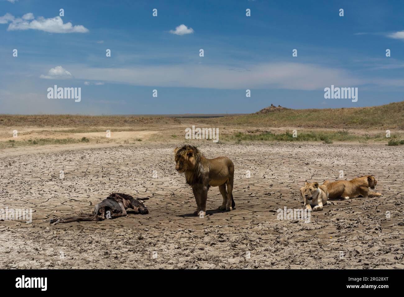 Un leone maschio, Panthera leo e due femmine dopo aver nutrito una carcassa più selvaggia, Connochaetes taurinus. Seronera, Parco Nazionale Serengeti, Tanzania Foto Stock