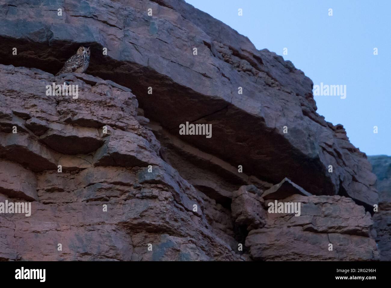 Il faraone Gufo Reale - Wüstenuhu - Bubo ascalaphus, Marocco, adulti Foto Stock