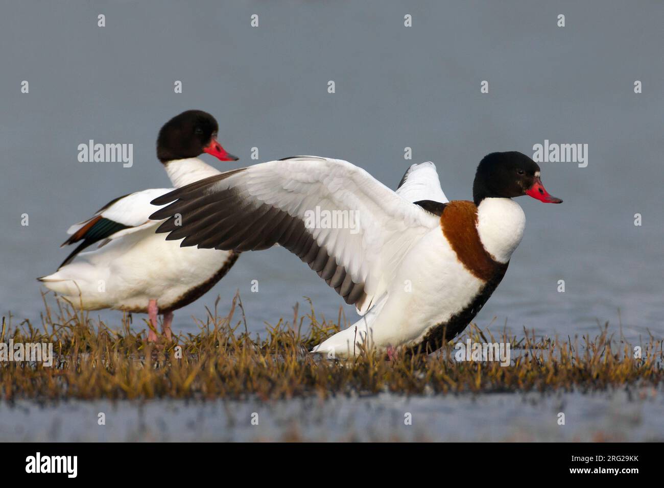 Volpoca;; Shelduck Tadorna tadorna Foto Stock