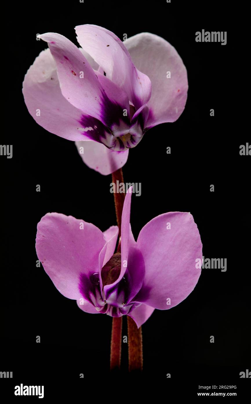 Cyclamen orientale, Cyclamen coum Foto Stock