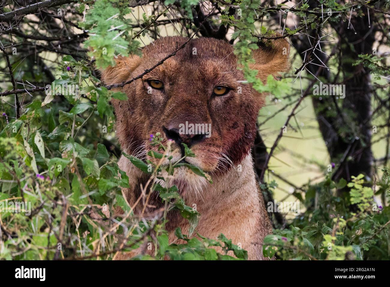 Una leonessa, Panthera leo, con un volto sanguinoso dopo l'alimentazione. Ndutu, Ngorongoro Conservation Area, Tanzania. Foto Stock