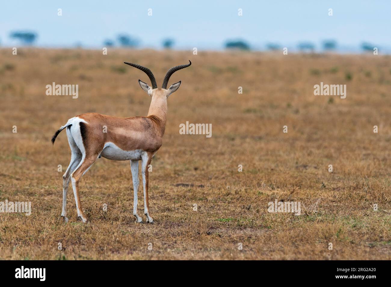 La gazzella di un Grant, Nanger grandi, guarda la savana. Ndutu, Ngorongoro Conservation Area, Tanzania. Foto Stock