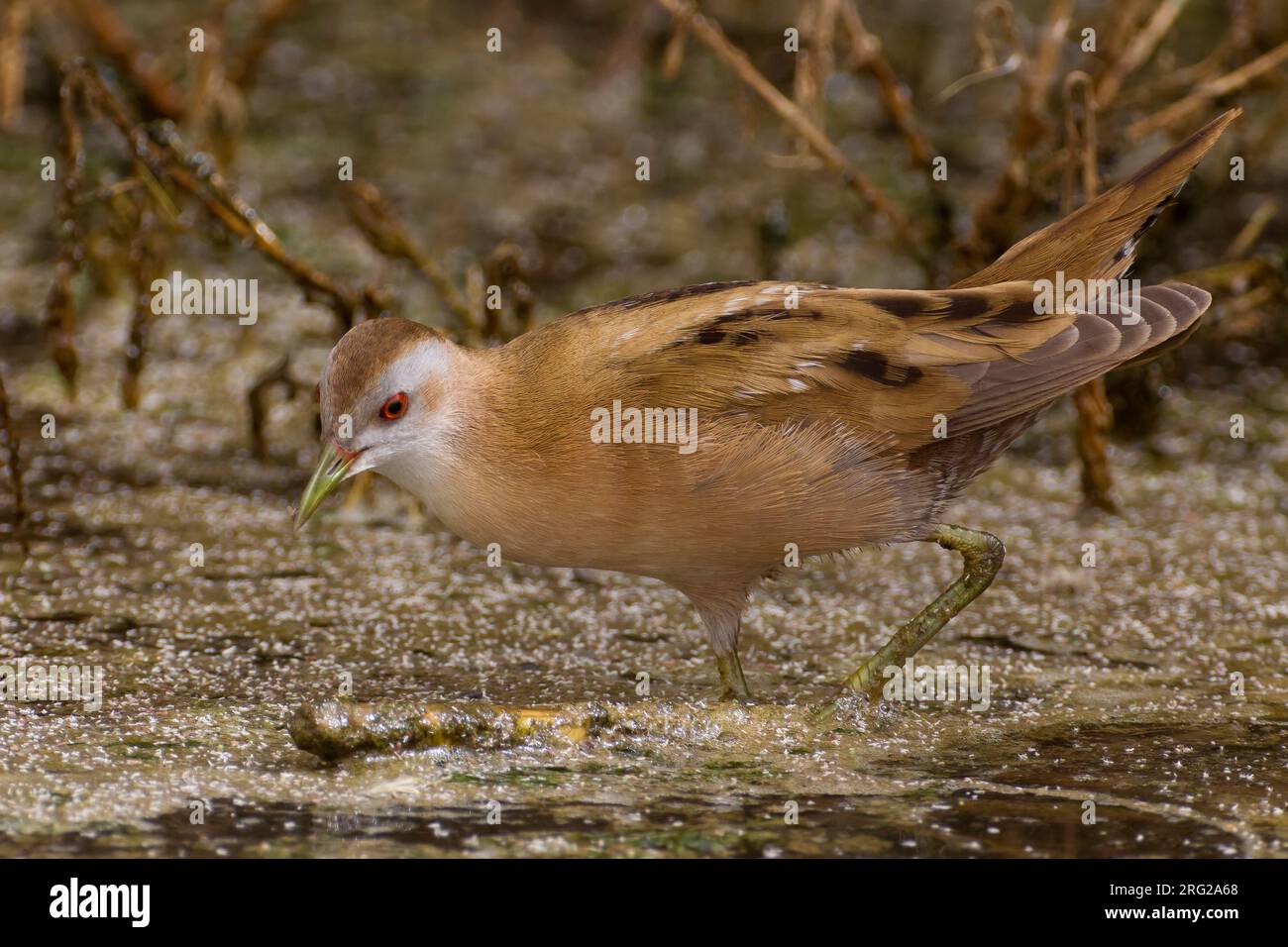 Klein Waterhoen; Little Crake; Porzana parva Foto Stock