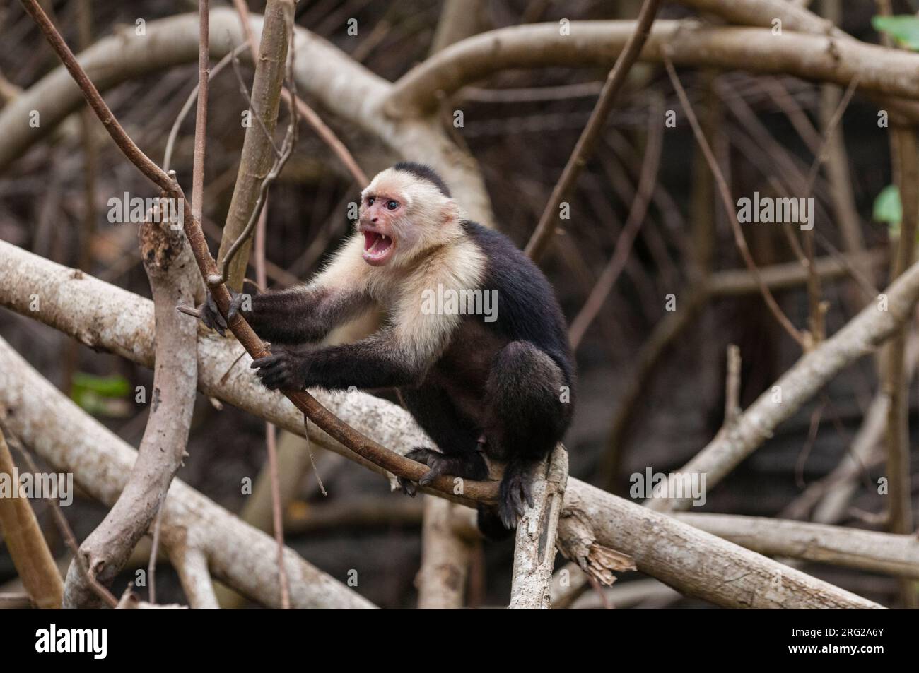 Ritratto di un'aggressiva scimmia cappuccina bianca, cappuccino Cebus. Riserva naturale di Curu, Costa Rica. Foto Stock