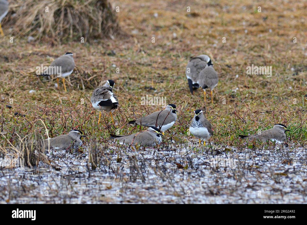 Plover endemico con petto maculare (Vanellus melanocephalus) in Etiopia. Un wader endemico degli altopiani etiopi. Foto Stock