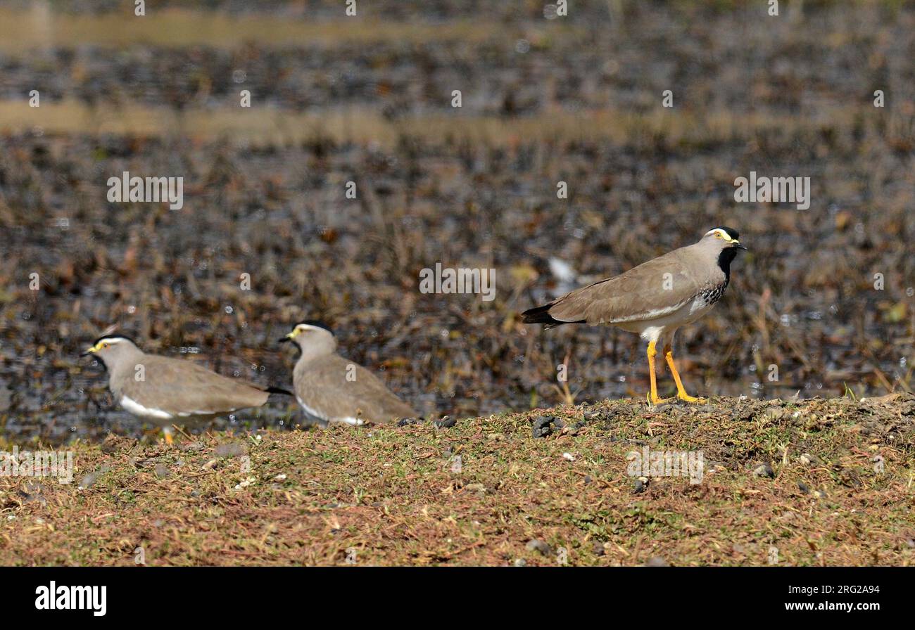 Plover endemico con petto maculare (Vanellus melanocephalus) in Etiopia. Un wader endemico degli altopiani etiopi. Foto Stock