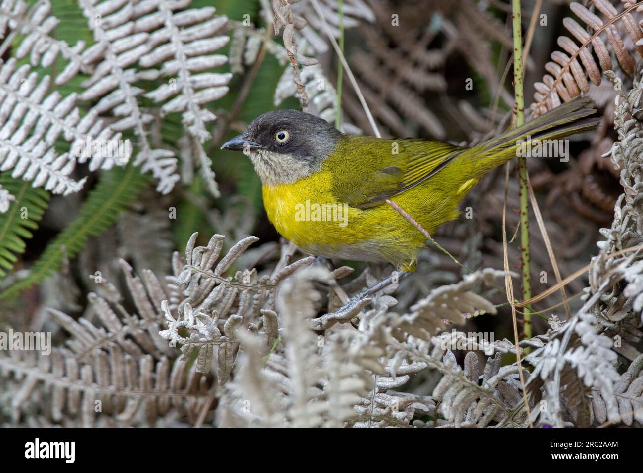 Common Bush Tanager (Chlorospingus flavopectus nigriceps) a Serrania de Las Baldias, Medellin, Colombia. Foto Stock