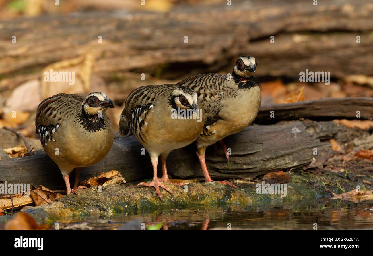 Partridge con bar (Arborophila brunneopectus) presso il pozzo d'acqua nel Kaeng Krachan Nationalpark, Thailandia Foto Stock