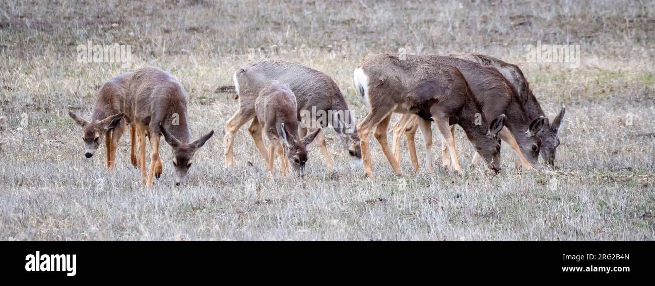 Cervo mulo; Odocoileus hemionus. Un gruppo di sette cervi che pascolano insieme su un campo invernale nelle Montagne Rocciose. Foto Stock