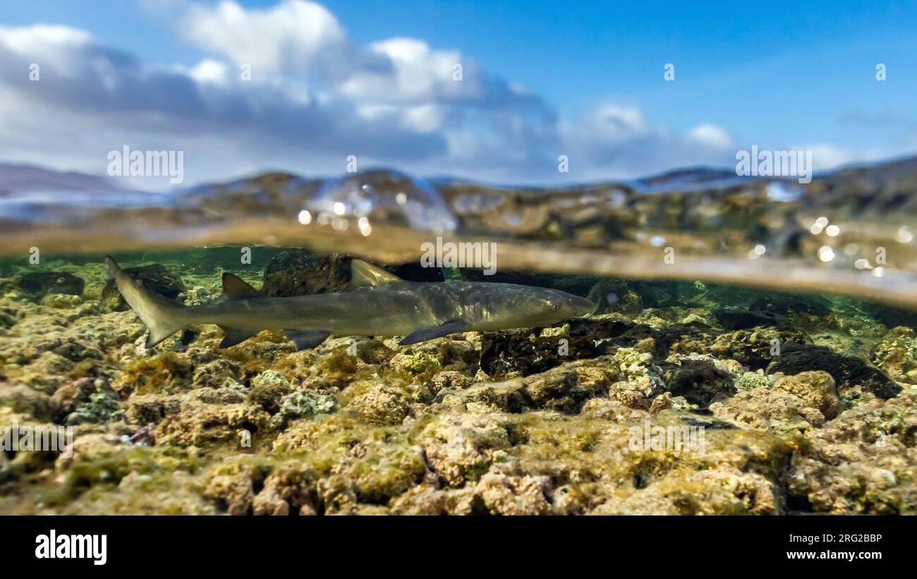 Giovane squalo limone (Negaprion brevirostris) che nuota in acque poco profonde vicino alla riva di Shark Bay, Sal, Capo Verde. Foto Stock