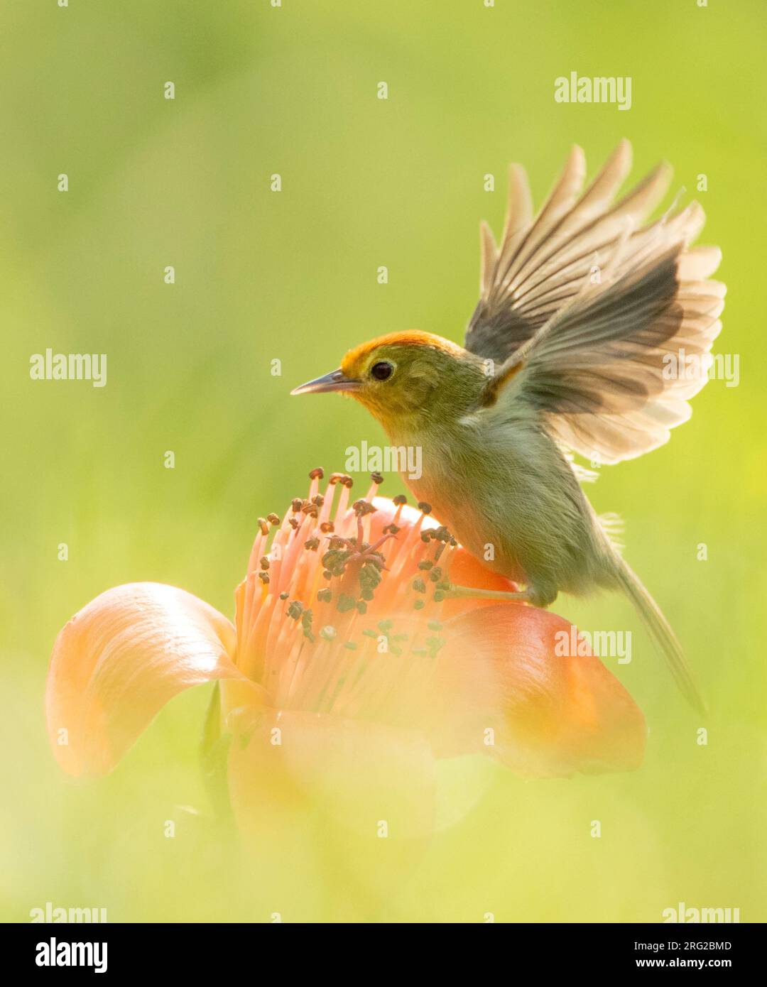 Babbler con cappuccio di Rufous (Cyanoderma ruficeps davidi) nel sud-est della Cina. Arroccato su fiori tropicali rossi. Foto Stock