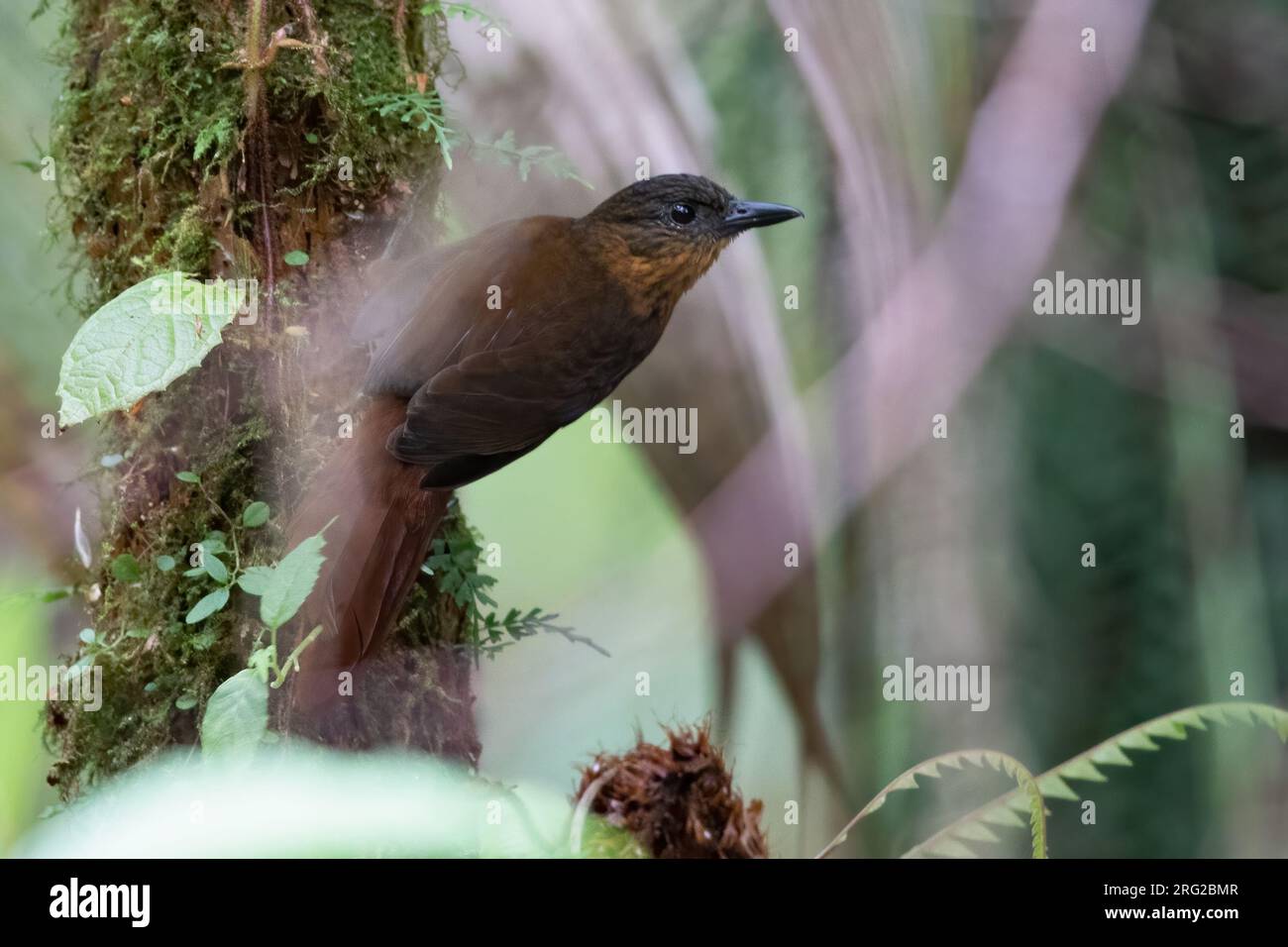 Treehunter (Thripadectes rufobrunneus) dal petto di strisce arroccato su un ramo di una foresta pluviale di Panama. Un passerino della famiglia degli ovenbird Furnariidae. Foto Stock