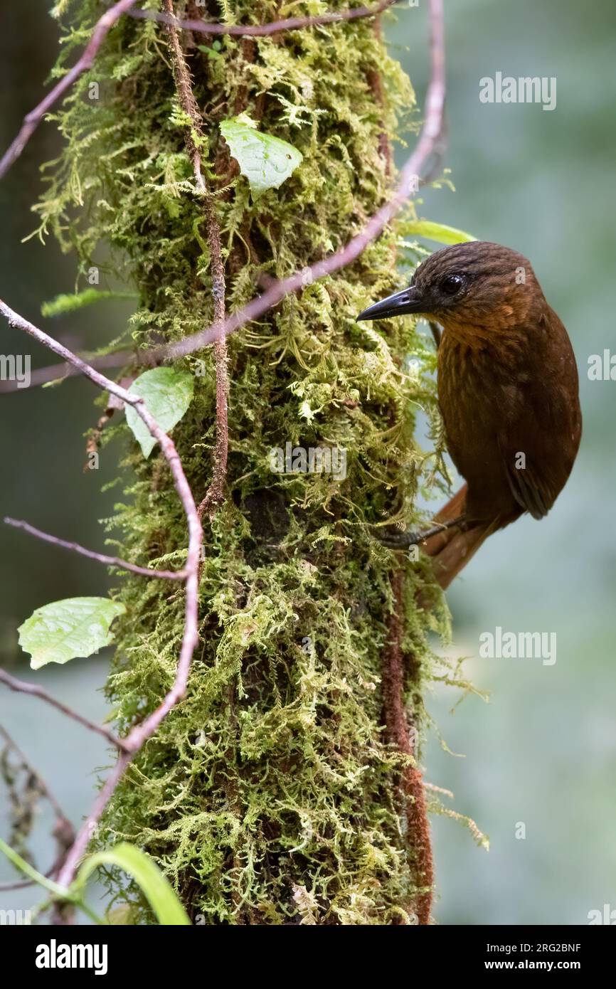 Treehunter (Thripadectes rufobrunneus) dal petto di strisce arroccato su un ramo di una foresta pluviale di Panama. Un passerino della famiglia degli ovenbird Furnariidae. Foto Stock