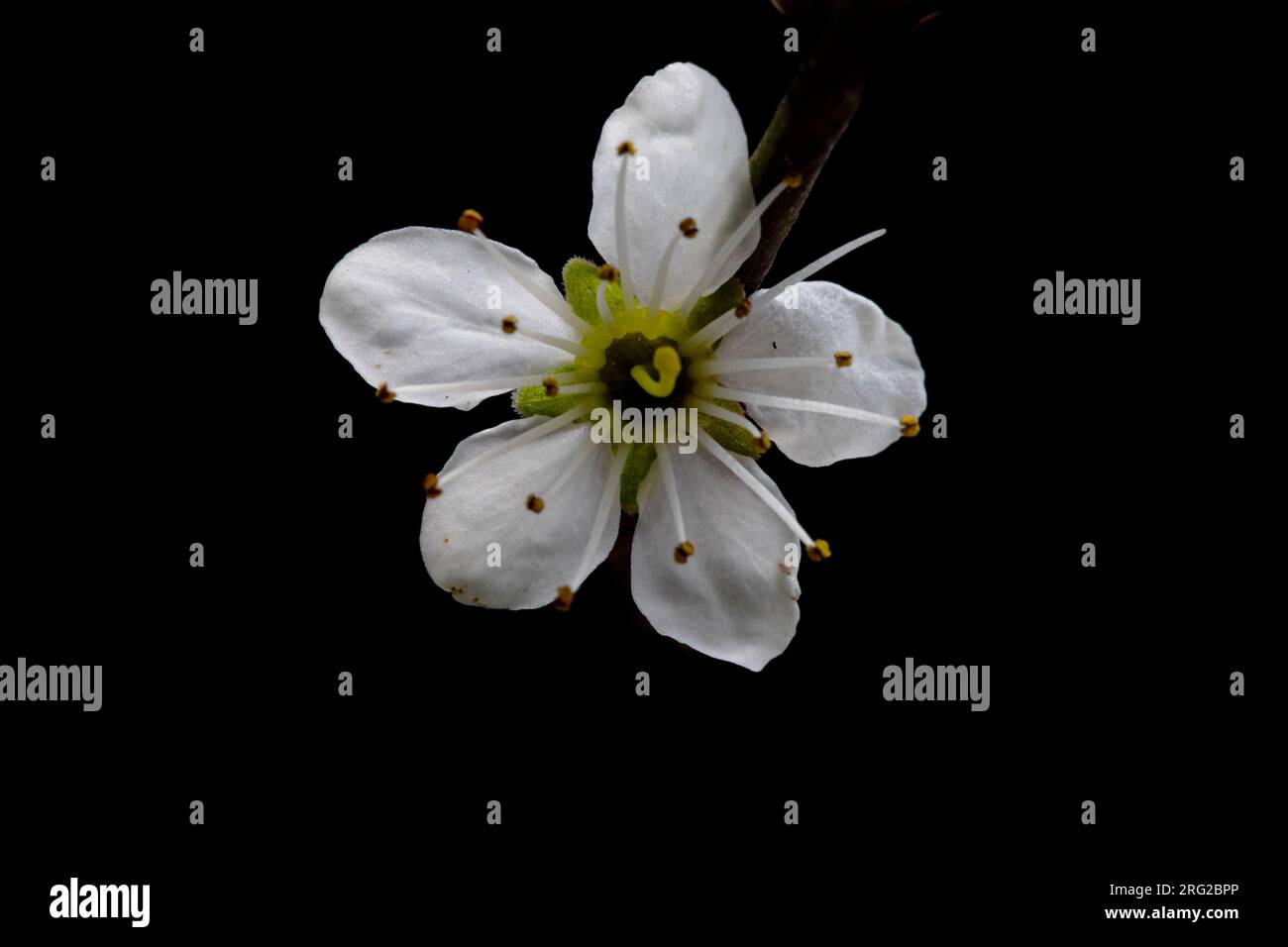Blackthorn;Prunus spinosa Foto Stock