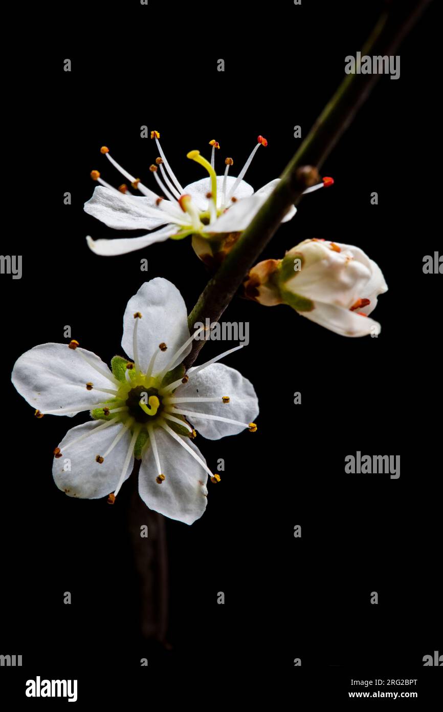 Blackthorn;Prunus spinosa Foto Stock